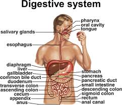 digestive sys